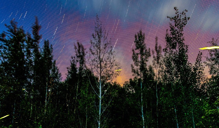 Firefly Viewing Nights at MN Landscape Arb