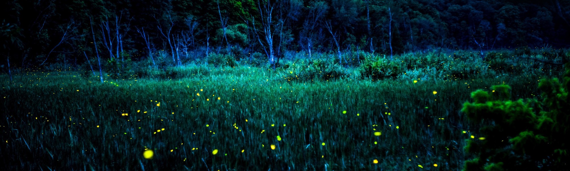 Firefly Viewing Nights web banner