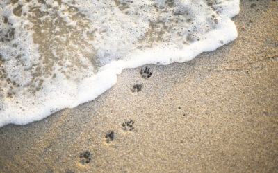 Addressing Pet Loss