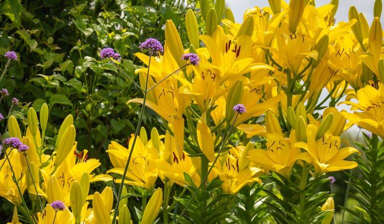 Private Garden Tours