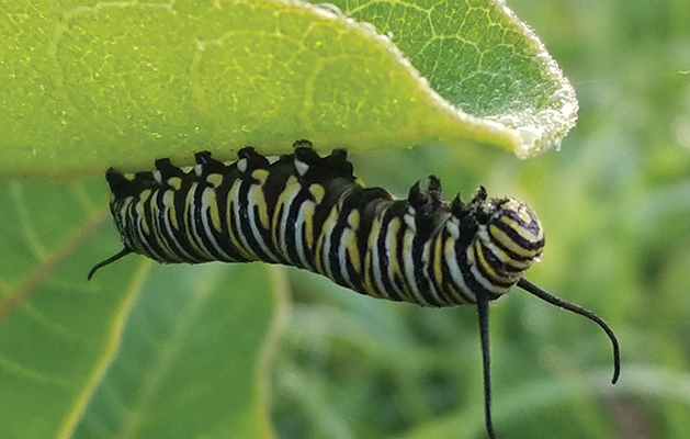 monarch caterpillar