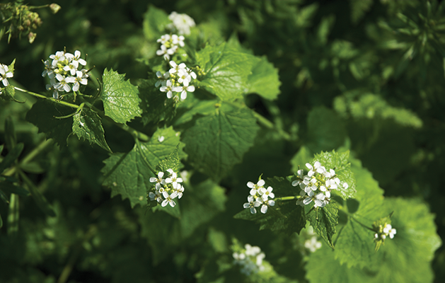 Garlic Mustard: What You Need to Know to Identify and Remove This Invasive Weed