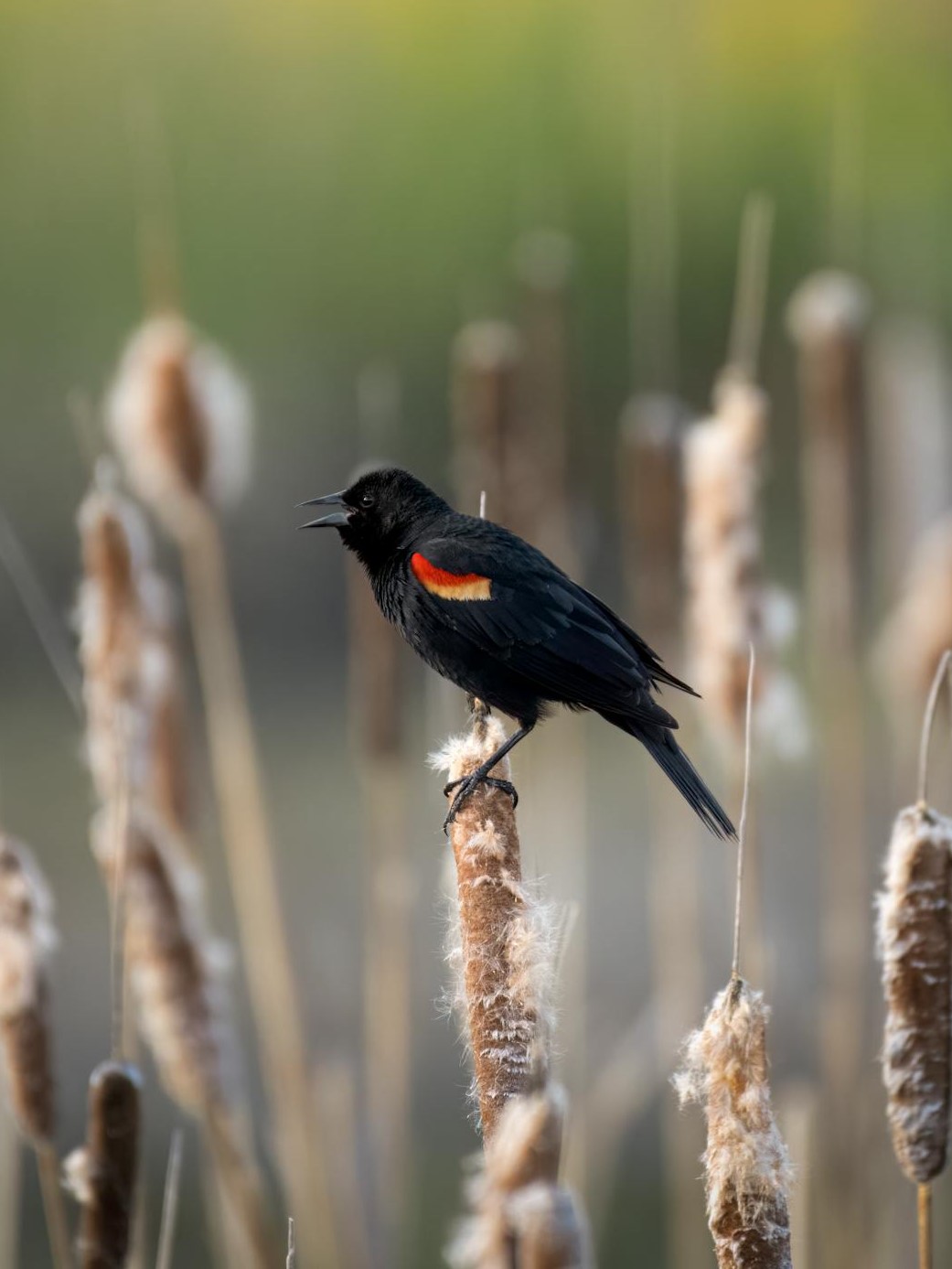 Red-winged blackbirds perched on a cattail.