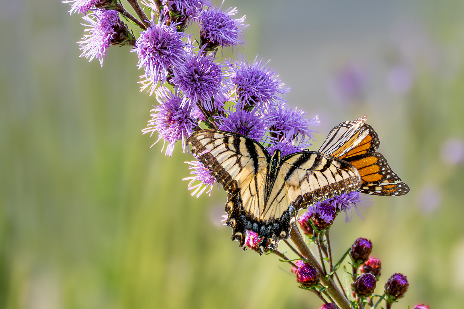 Butterflies and Blazing Star
