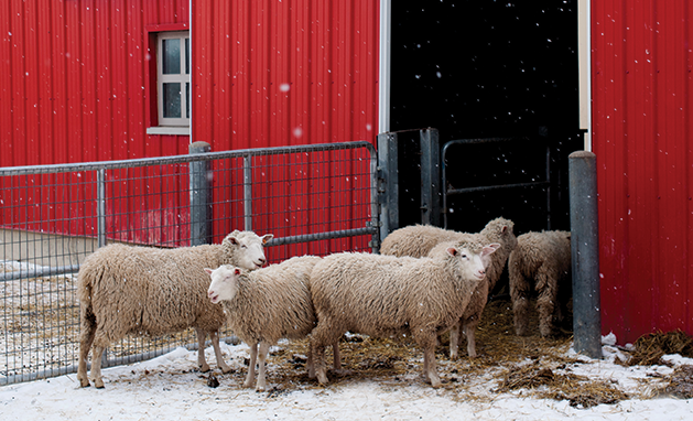 Shear Fun with Fibers at Gale Woods Farm