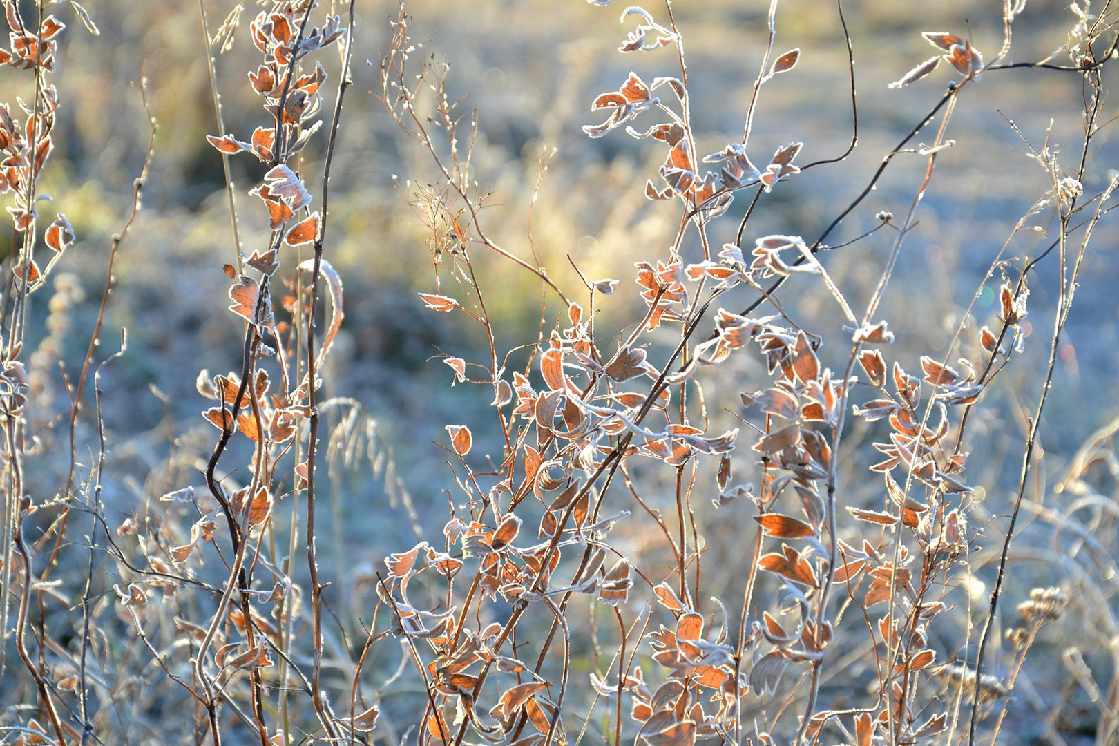 Dried plants with frost