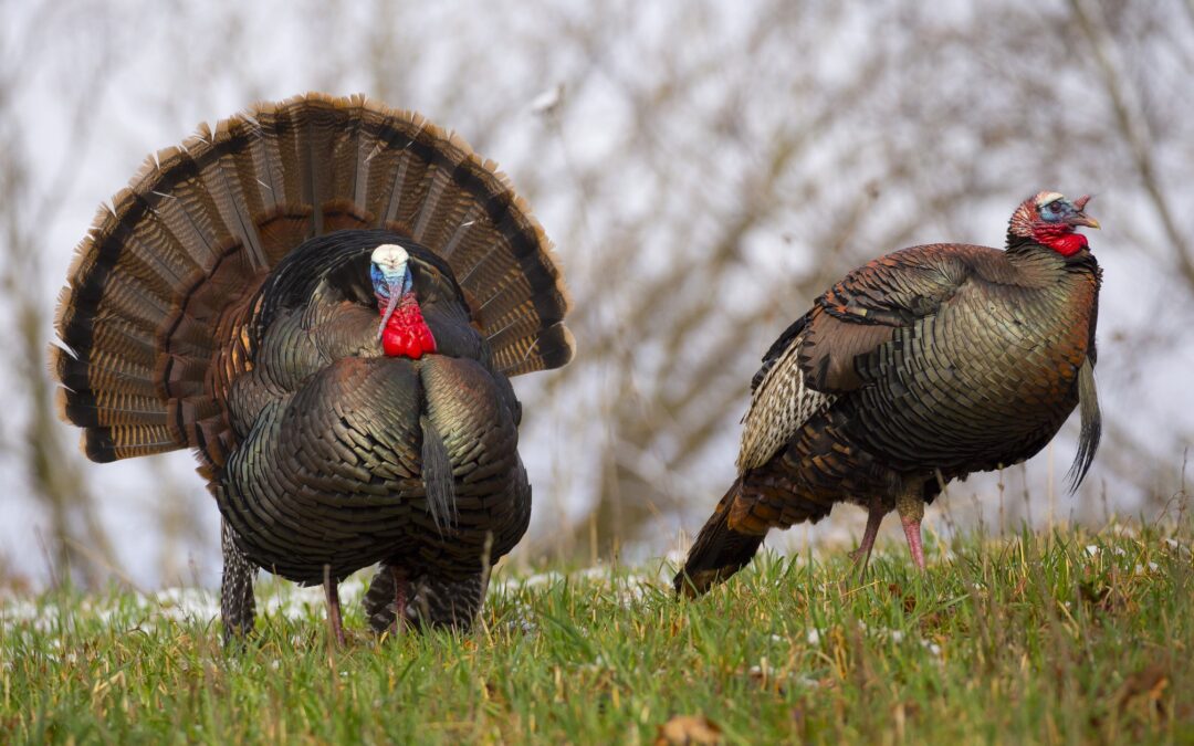 Early Thanksgiving Celebrations
