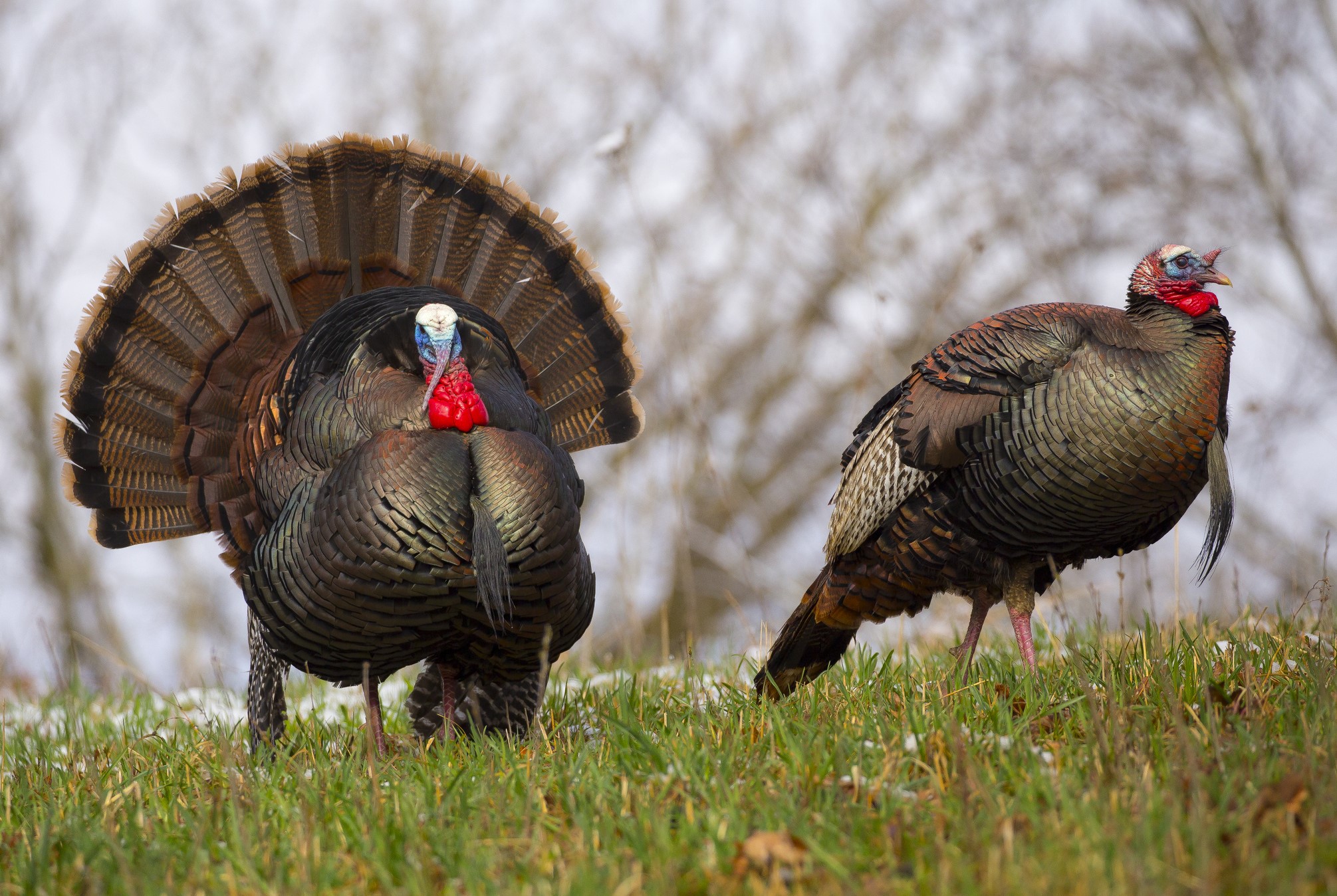 Two wild turkeys