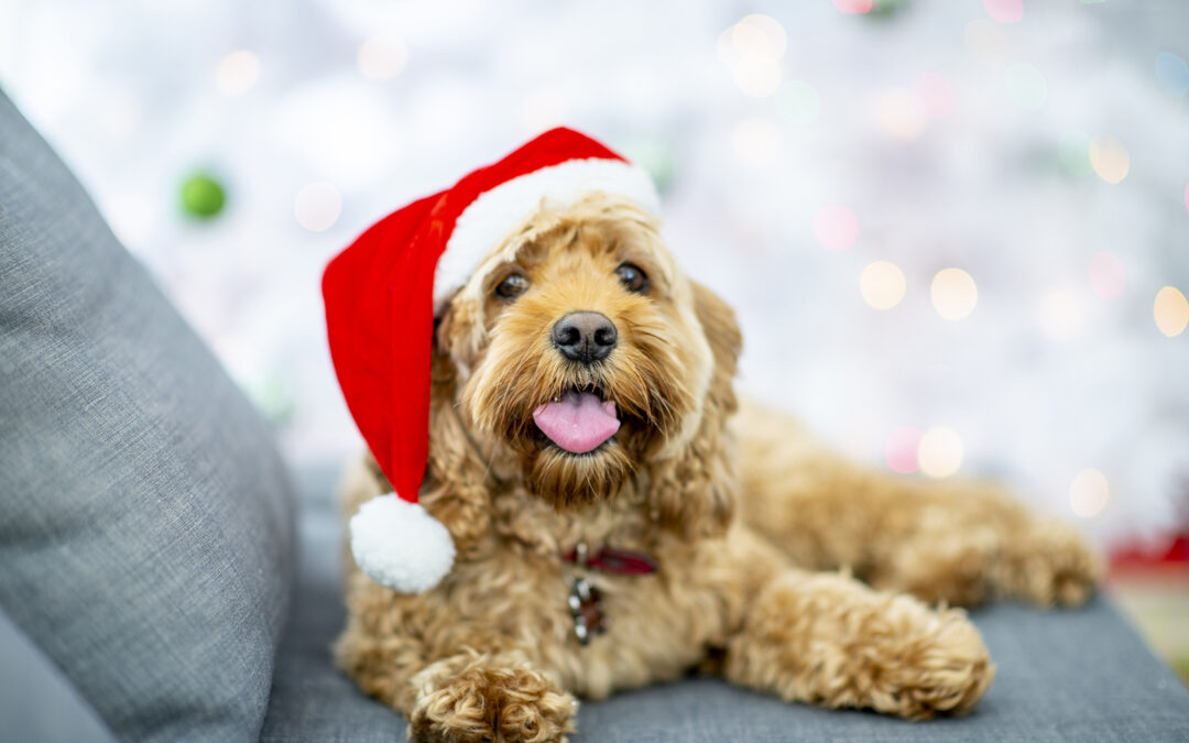 Stress Less, Wag More