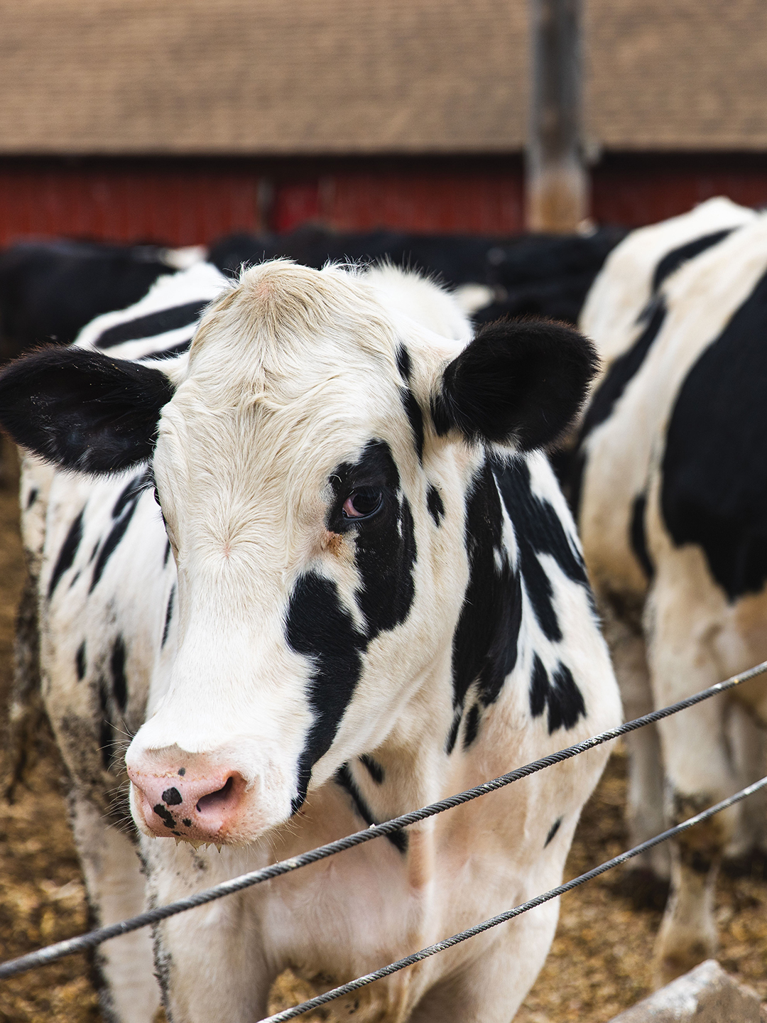 Cows at Matter's Farm to Table