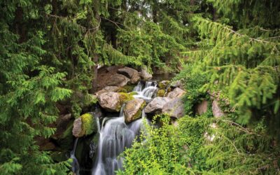 Make a Connection With Nature–Based Therapeutic Services