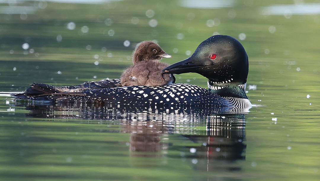 Loon Baby on Parent’s Back
