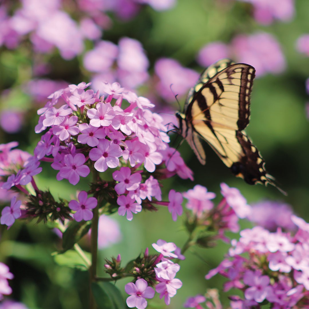 Minnesota Landscape Arboretum’s Duane Otto, expert horticulturist, recommends planting long-stemmed flowers in cutting gardens. Zinnias and phlox are among them.