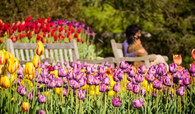 Mother's Day Picnic Boxed Lunch