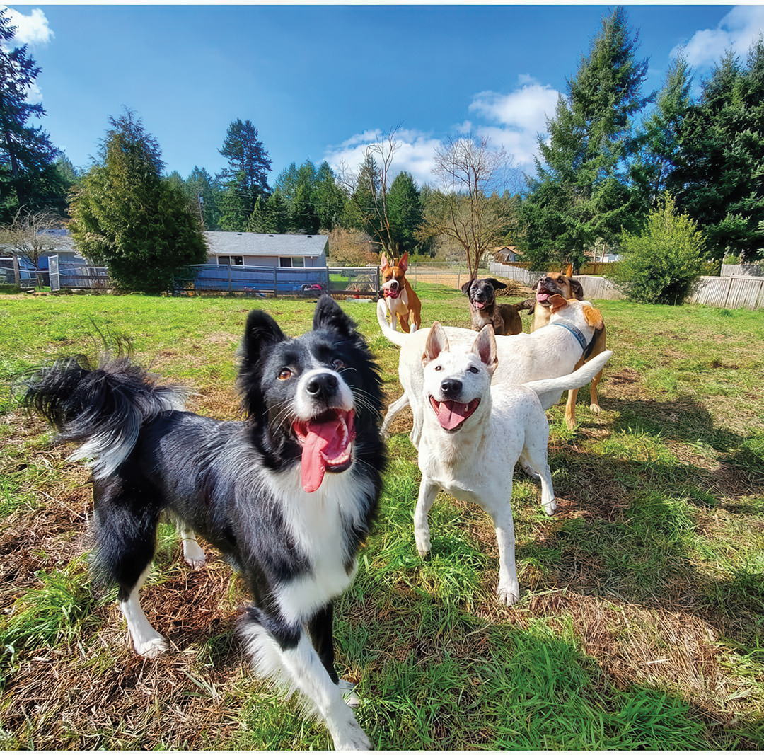 Group of dogs in a backyard