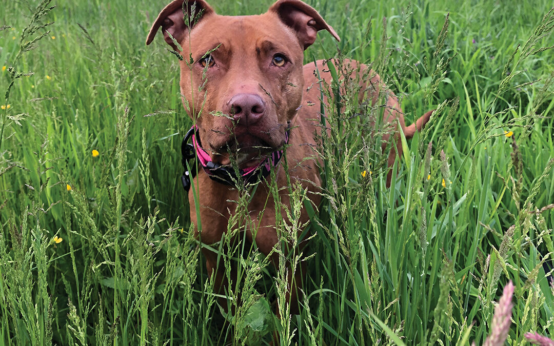 Plan a Summer Adventure for Your Pup With Sniffspot