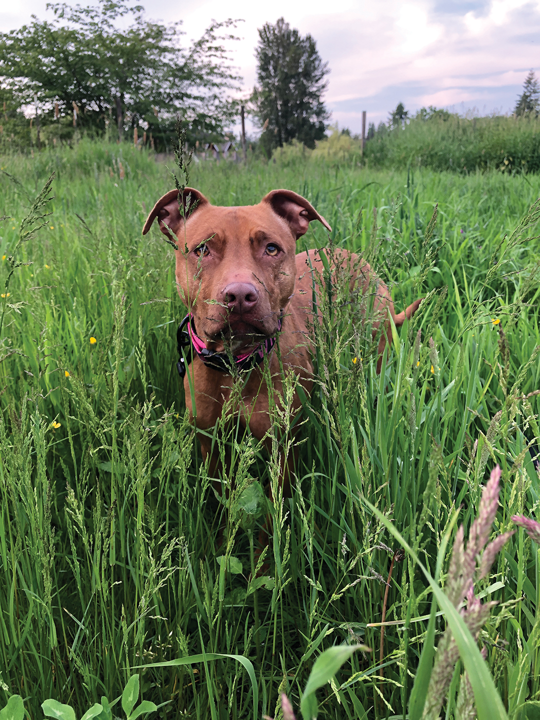 Dogs deserve spaces to stretch their legs, move their muscles and engage their senses. If a home yard isn’t an option, finding a suitable space to exercise dogs just got easier with Sniffspot, which has plenty of local locations.