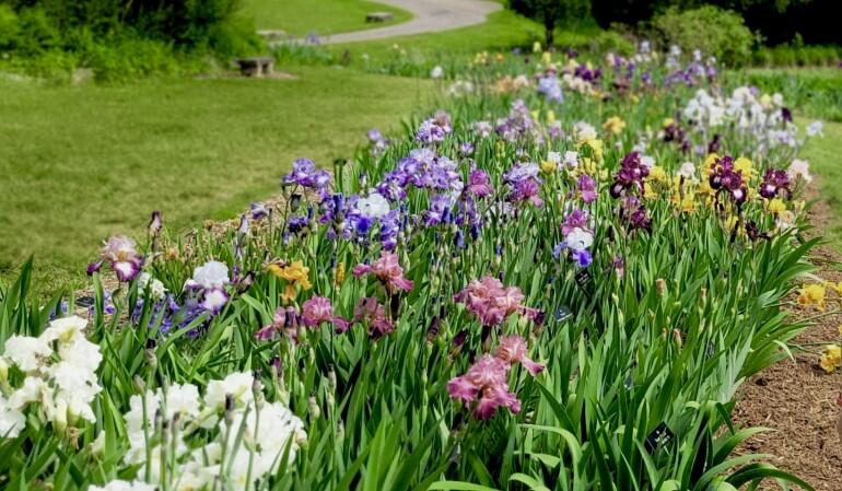 Iris Society Dig & Sale 2026
