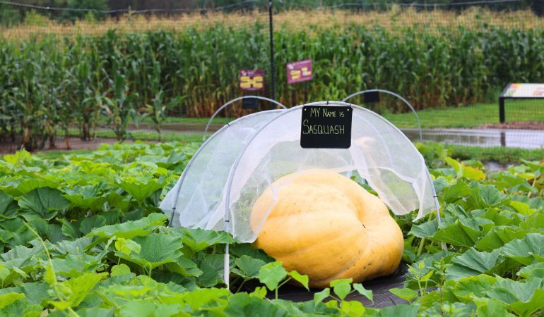 Apple & Pumpkin Harvest Day web banner