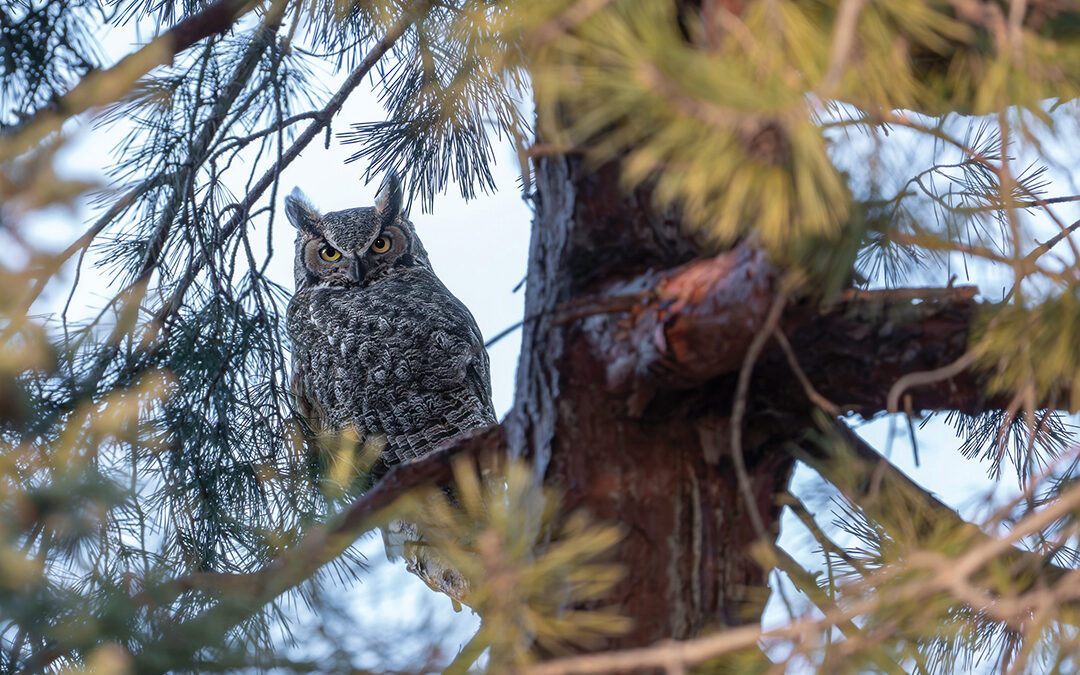 Great Horned Owl