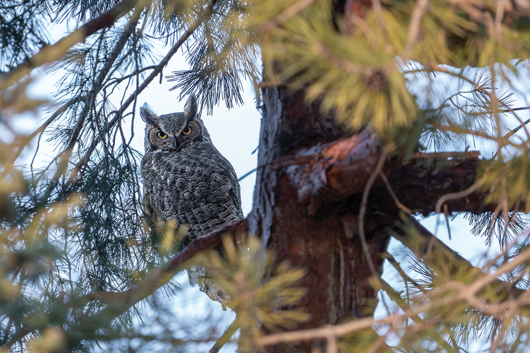 Great Horned Owl
