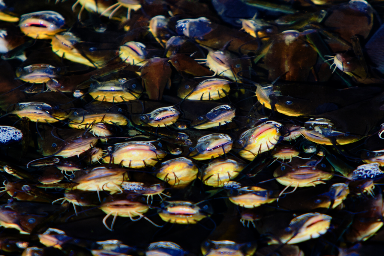Bullheads