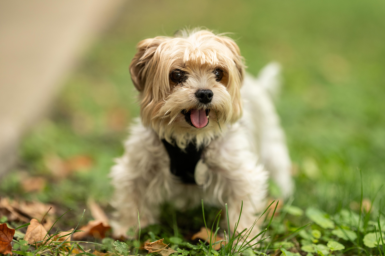 Petite Peanut