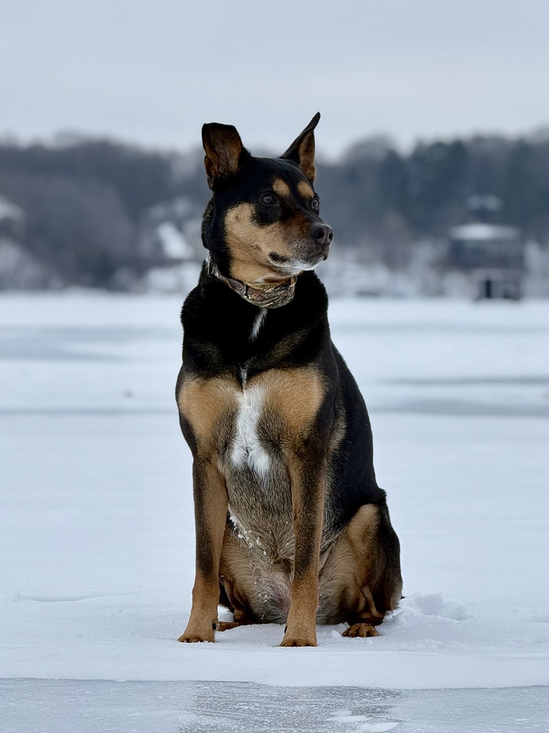 Dog sitting on the ice