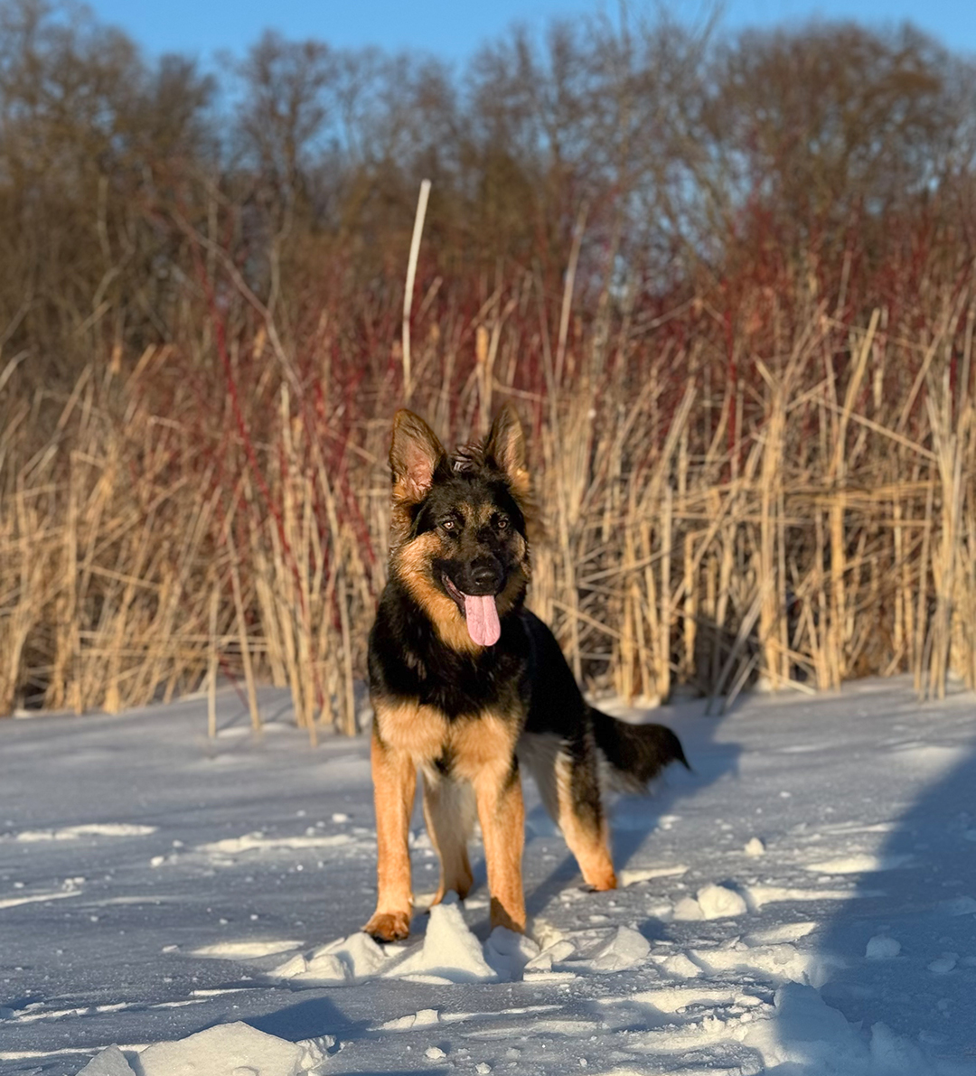 Dog on the frozen lake