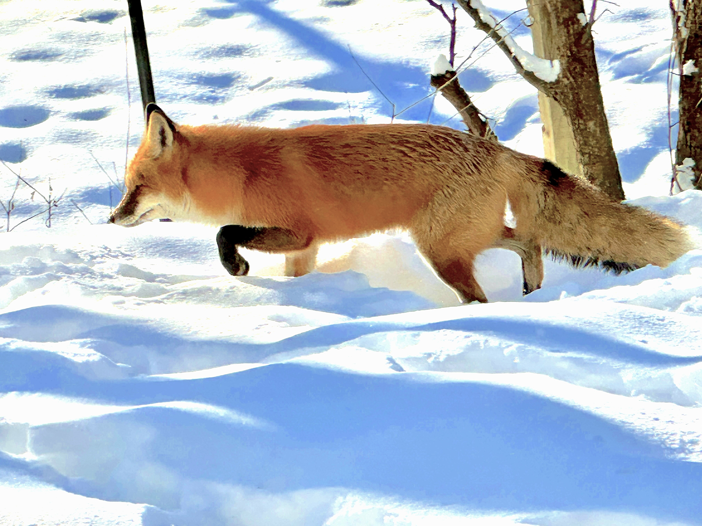 Backyard Fox Trot